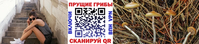 Псилоцибиновые грибы Psilocybe  цена   Енисейск 